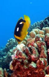 Four Spot Butterfly Fish. Maui, Hawaii by Kevin Robert Panizza 